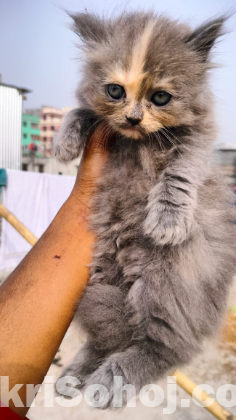 Parsian cat